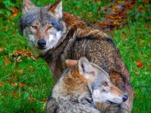 Heimat-Tierpark Olderdissen