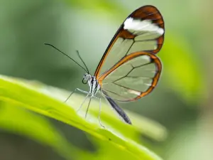 Papiliorama