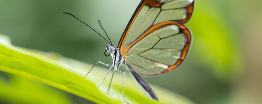 Papiliorama