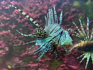 Aquarium Crikvenica