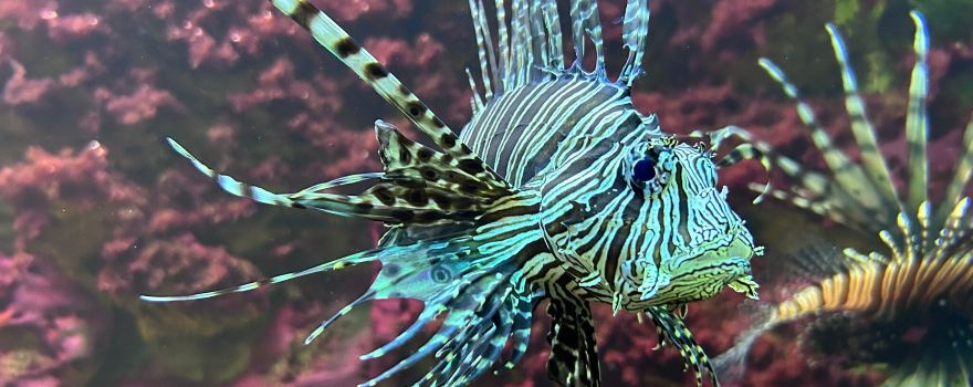 Aquarium Crikvenica