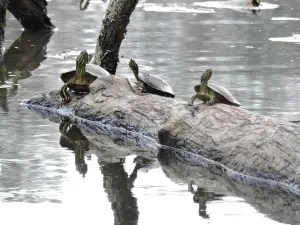 Rockwood Park