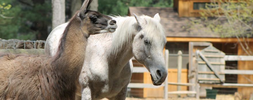 Winslow Farm Animal Sanctuary
