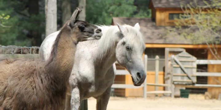Winslow Farm Animal Sanctuary