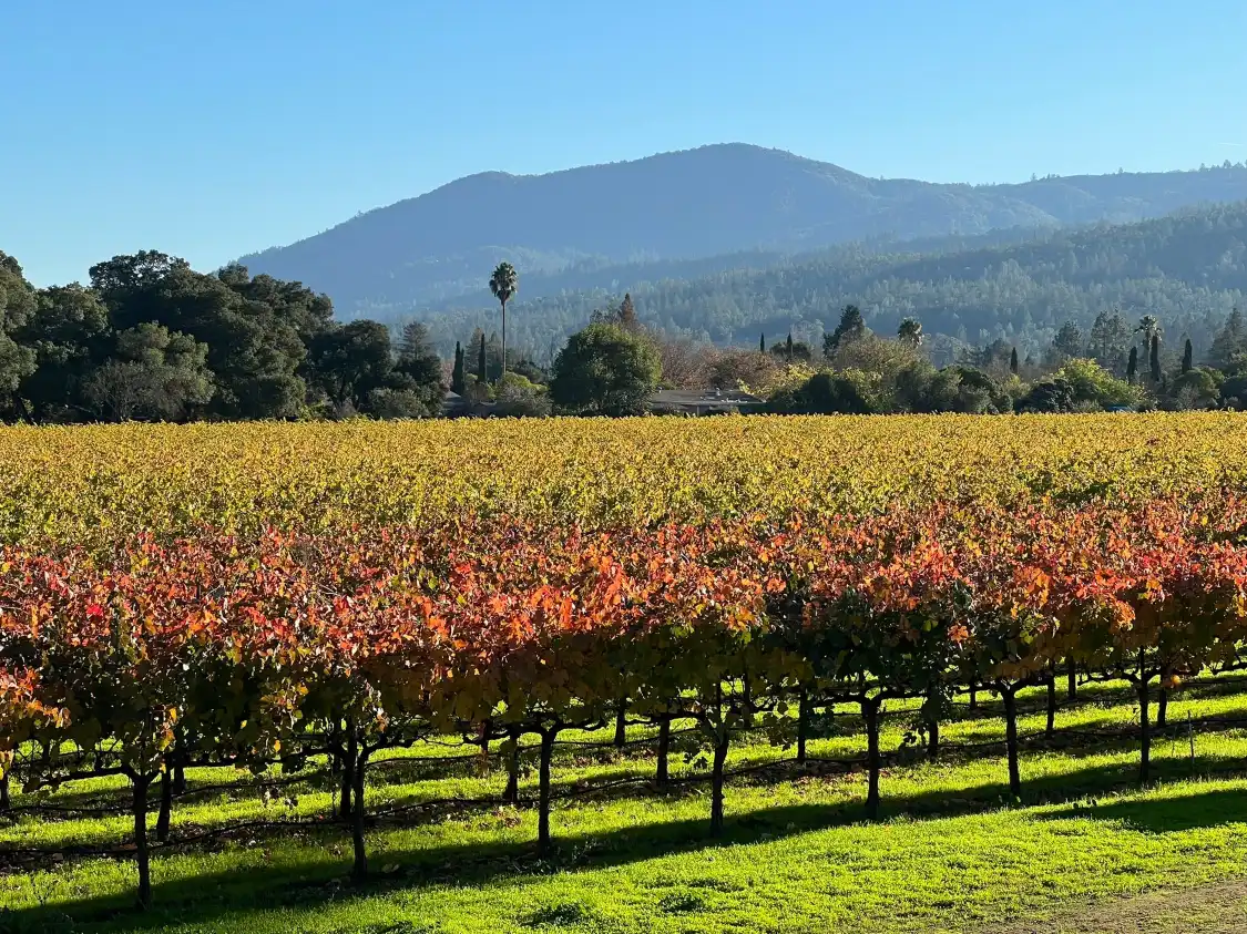 Hotels near Salvestrin Winery