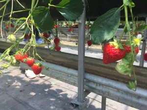 Hirata Tourist Farm