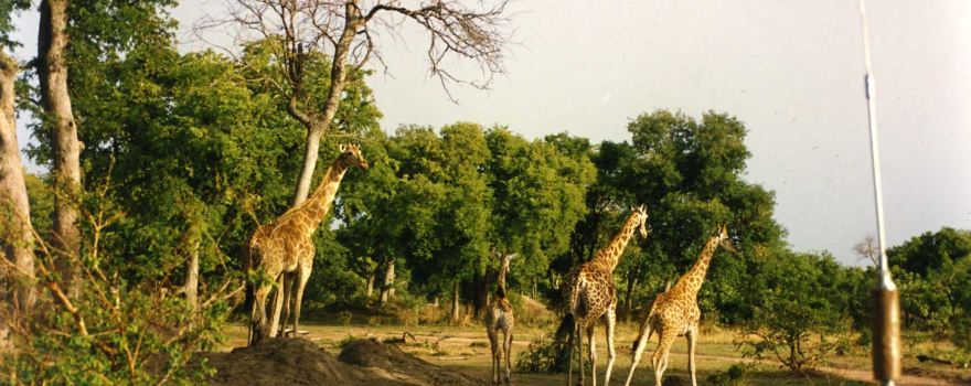 Manovo-Gounda St Floris National Park