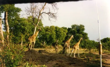 Manovo-Gounda St Floris National Park