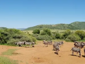 Réserve de chasse Pilanesberg