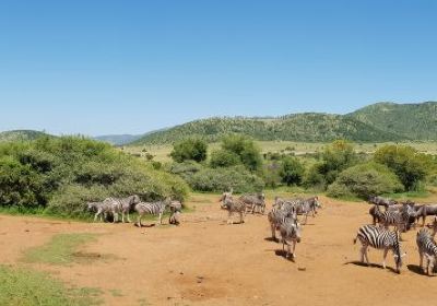 Pilanesberg National Park