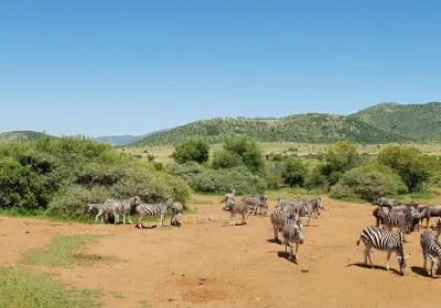 Pilanesberg National Park