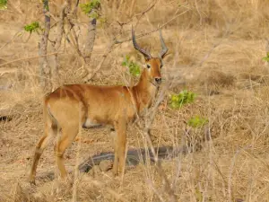 Kafue National Park