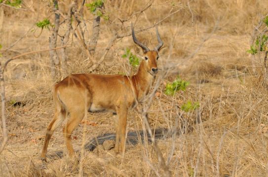 Kafue National Park