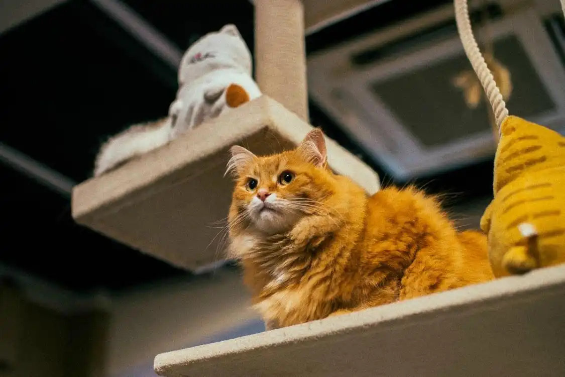 Hotels near Cat Cafe Calico