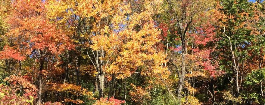 Bowman Orchards