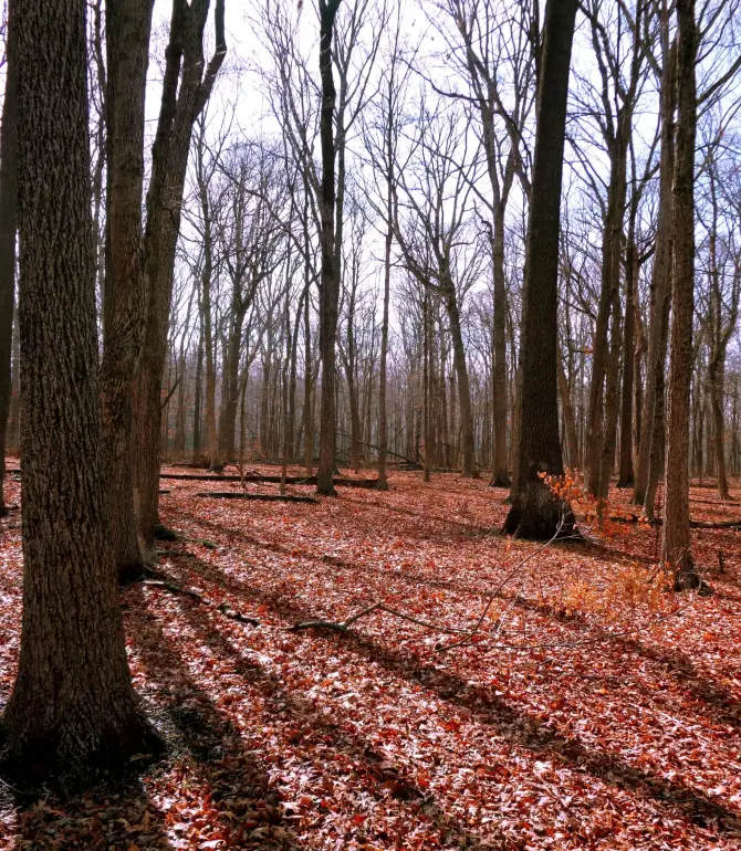 Sargent Township