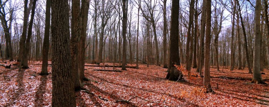 Walnut Point State Park
