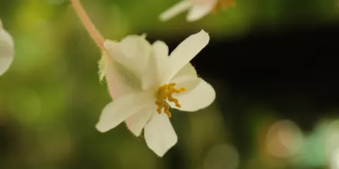 Conservatoire Du Begonia