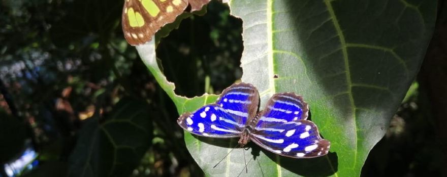 Mariposario la Casa de la Morpho Azul