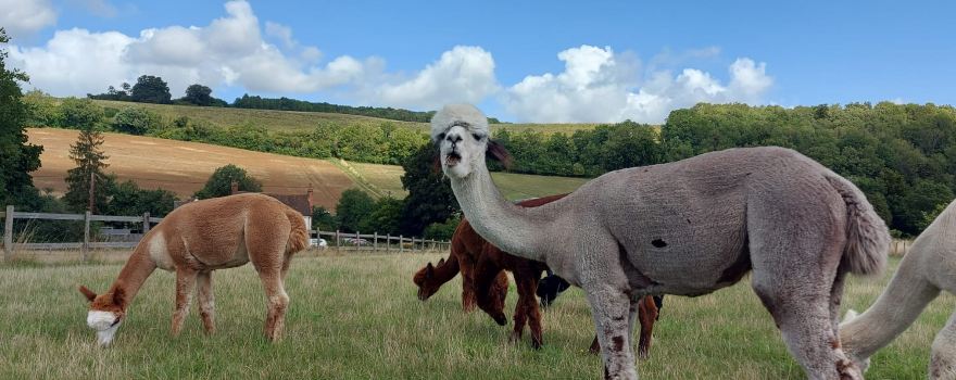 Lower Bush Alpacas