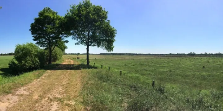 Nederheide