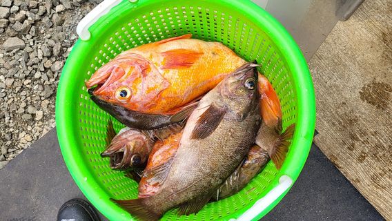 Sharky's Charter Fishing