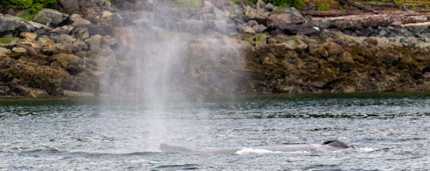 Glacier Wind Charters