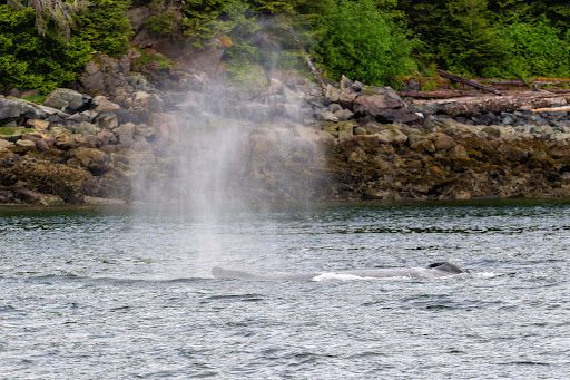 Glacier Wind Charters