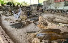 Kitti Sin Udom Fish Stone Museum