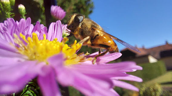 Spomenik prirode. Stabla hrasta lužnjaka