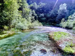 Mrežnica