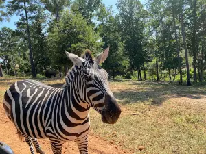 Busy B Ranch Wildlife Park, LLC