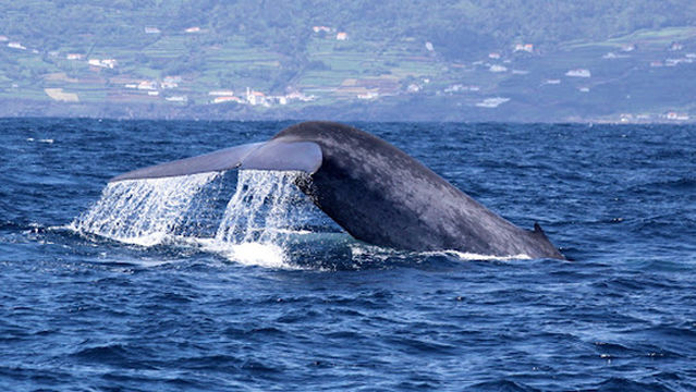 Dive Azores . Whale Project Azores