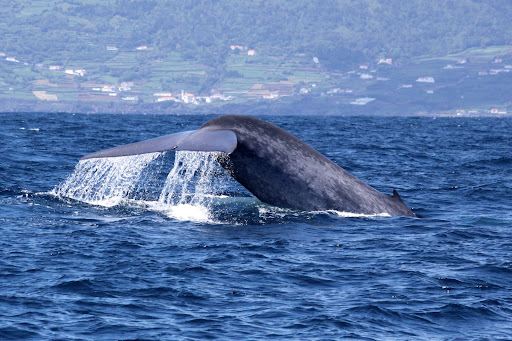 Dive Azores . Whale Project Azores