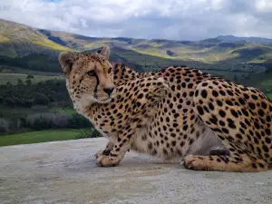 Cornellskop Animal Encounters | Union Pictures