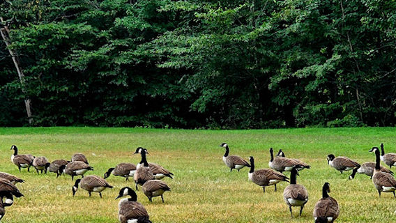 Ashland Parks & Recreation