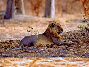 Waza National Park