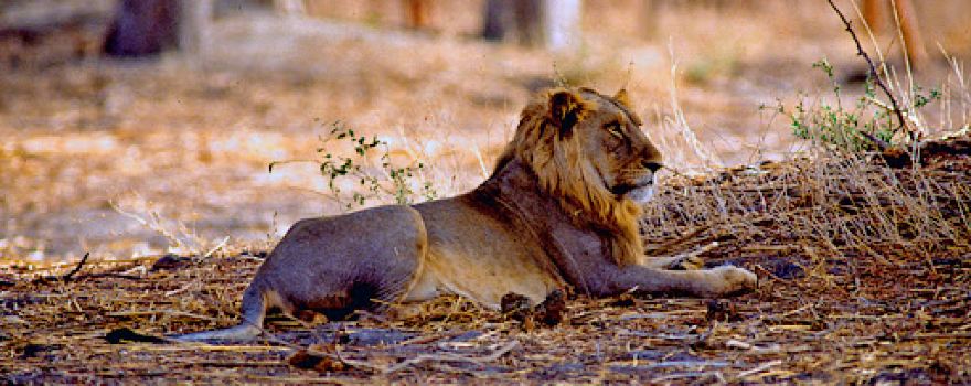 Waza National Park