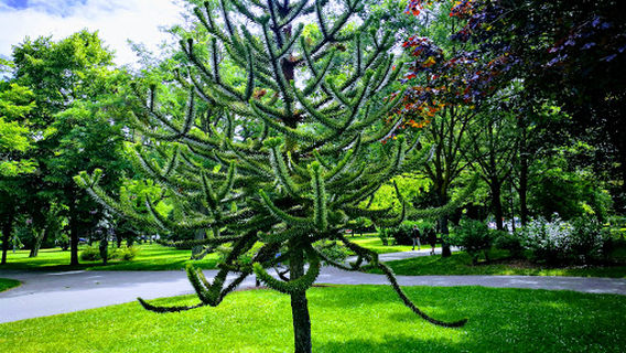 Arriagako Donibane Parkea