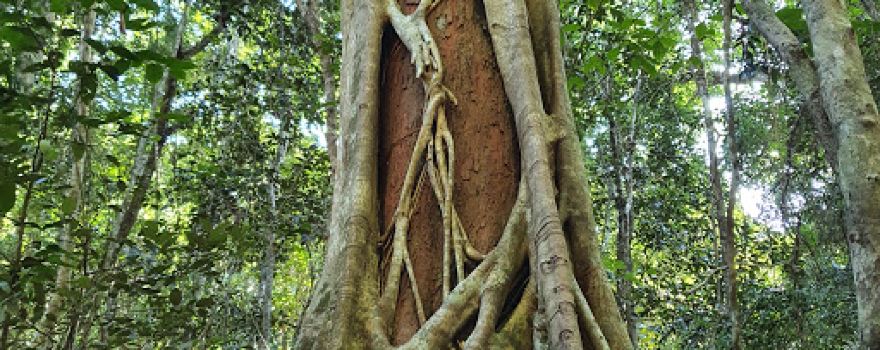 Iluka Rainforest Walk - Southern Entrance
