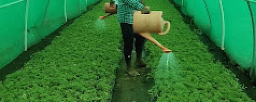 Aromatic Farm