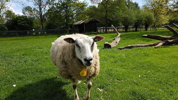 Petting zoo Zegersloot