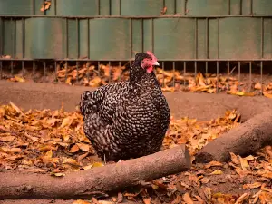 Tierpark Recklinghausen