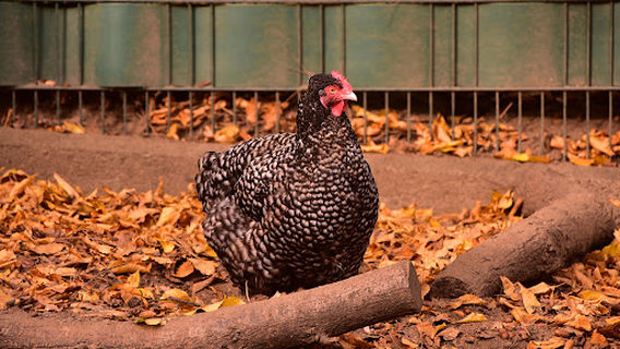 Tierpark Recklinghausen