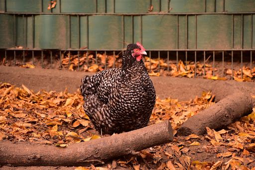 Tierpark Recklinghausen