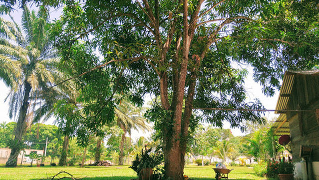 El jardín de Héctor