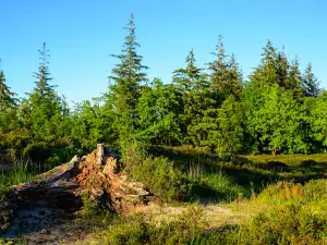 Bordelumer Heide