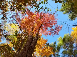 Spirit Of The Woods Conservation Club