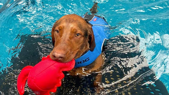 Doggy Paddle Norwich