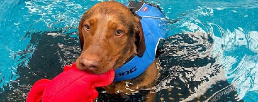 Doggy Paddle Norwich